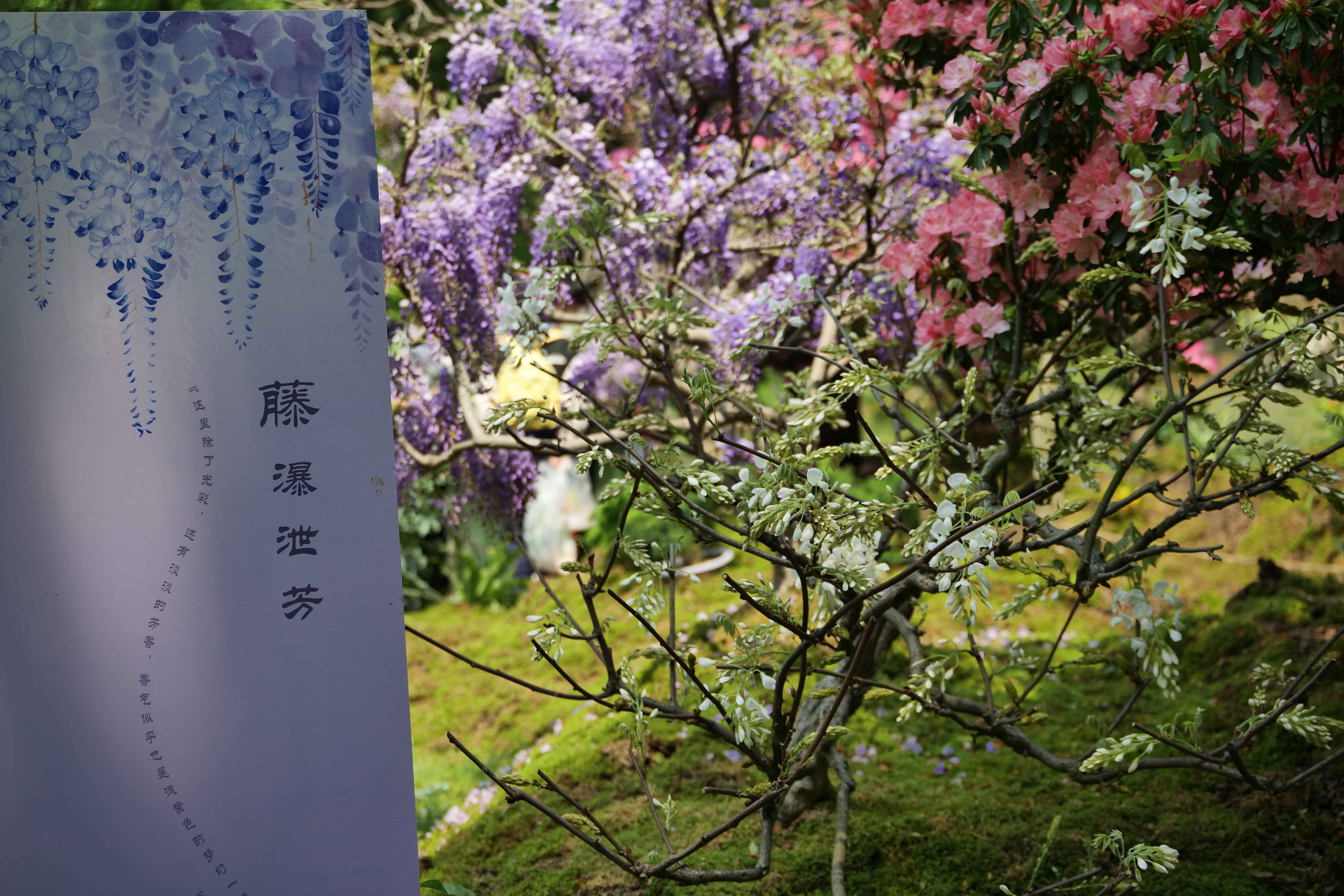 人文花展|太子灣公園花事新焦點，紫藤花開迎客，燦若云霞！